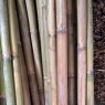 Bambu Çubuk 3m 20 Adet 20-30mm