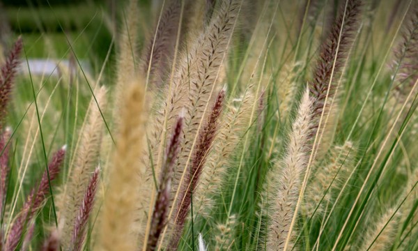Hasır Kamış: Doğal ve Çevre Dostu Bir Malzeme Hasır Kamış: Doğal ve Çevre Dostu Bir Malzeme