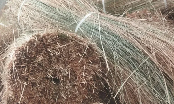 Püskül Otu / Saçak Otu Nedir? Doğal Hasır Püskül Özellikleri Nelerdir?