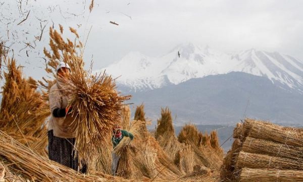 Tarihimizin Doğayla Bütünlüğü: Hasır Kamışın Önemi ve Kullanımı Tarihimizin Doğayla Bütünlüğü: Hasır Kamışın Önemi ve Kullanımı